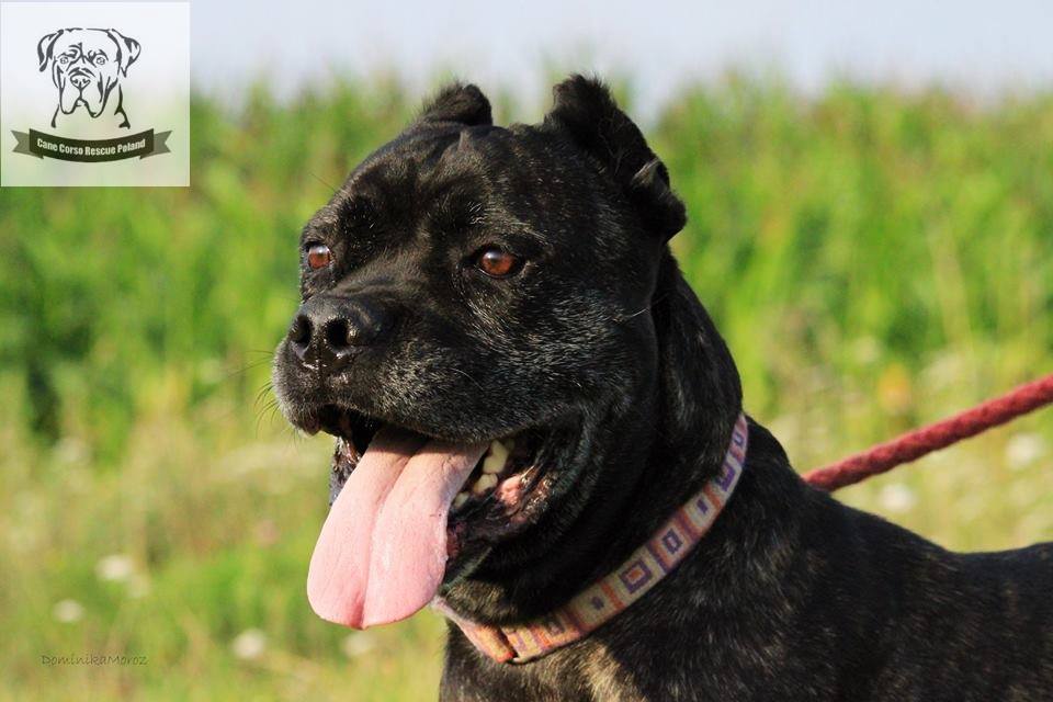 Boston - wspaniały psiak szuka swojego nowego domu